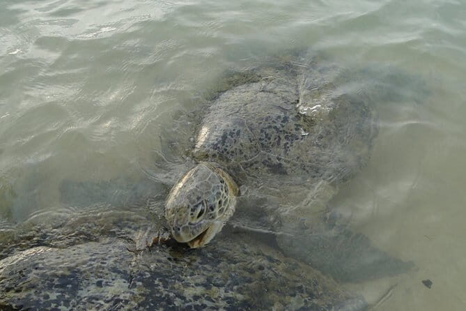 Snorkeling at Hikkaduwa - Exploring the Snorkeling at Hikkaduwa Tour in Depth
