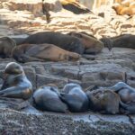 Snorkeling at Pelicans Rock - What the Tour Includes and Its Practical Value