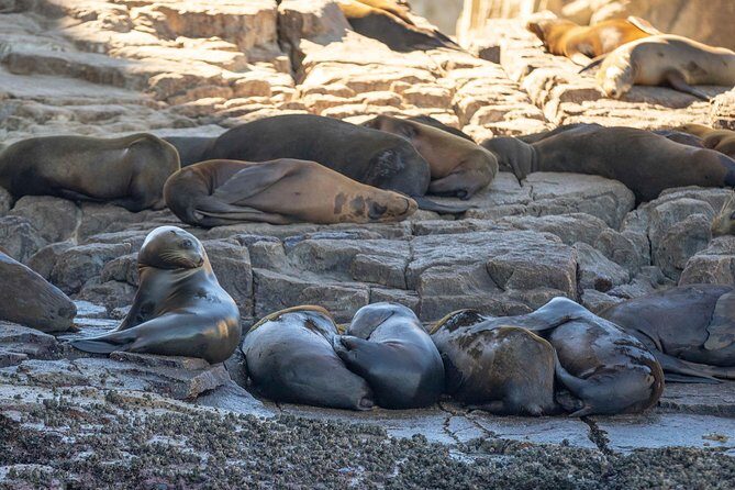 Snorkeling at Pelicans Rock