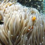 Snorkeling Blue Lagoon with lunch & waterfall - Why This Tour Stands Out