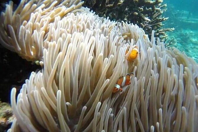 Snorkeling Blue Lagoon with lunch & waterfall - Why This Tour Stands Out