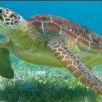 Snorkeling Combo 3 x 1 Lagoon Cenote Reef with Tulum Temples - What We Loved About the Tour