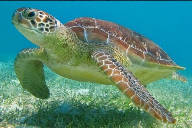 Snorkeling Combo 3 x 1 Lagoon Cenote Reef with Tulum Temples - What We Loved About the Tour