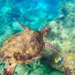 Snorkeling for Non-Swimmers Guided Tour - Wailea Beach - Itinerary Breakdown