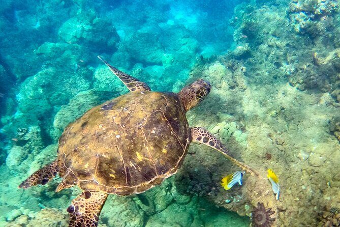 Snorkeling for Non-Swimmers Guided Tour - Wailea Beach - Itinerary Breakdown