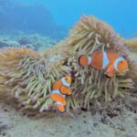 Snorkeling in the Blue Cave areaOkinawa Prefecture: Free feeding & photo images!English and Chinese speaking guide available! - The Sum Up