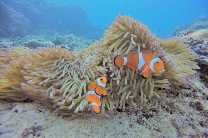 Snorkeling in the Blue Cave areaOkinawa Prefecture: Free feeding & photo images!English and Chinese speaking guide available! - The Sum Up