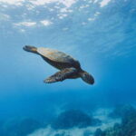 Snorkeling in Unawatuna - Why We Think It’s a Good Value