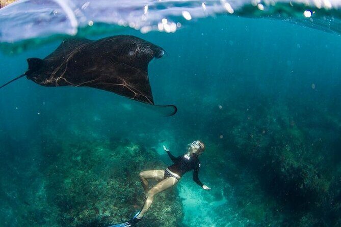 Snorkeling Manta Ray in Nusa Lembongan - Exploring the Snorkeling Manta Ray Experience