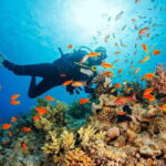 Snorkeling Or Scuba Diving In Cham Islands - Exploring the Cham Islands: An Authentic Marine and Cultural Experience