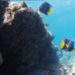 Snorkeling San Carlos with a Marine Biologist - Who Should Consider This Tour?