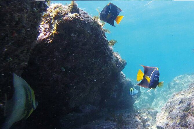 Snorkeling San Carlos with a Marine Biologist - Who Should Consider This Tour?
