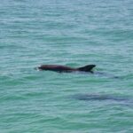 Snorkeling, Shelling & Eco Excursion - A Deep Dive into the Destin Snorkeling, Shelling & Eco Tour