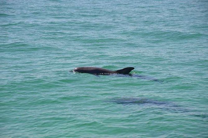 Snorkeling, Shelling & Eco Excursion - A Deep Dive into the Destin Snorkeling, Shelling & Eco Tour