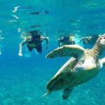 Snorkeling Tour In Gili Islands Pick Up From Lombok Or Gili - What You Can Expect During the Snorkeling Experience