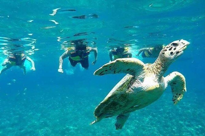Snorkeling Tour In Gili Islands Pick Up From Lombok Or Gili - What You Can Expect During the Snorkeling Experience
