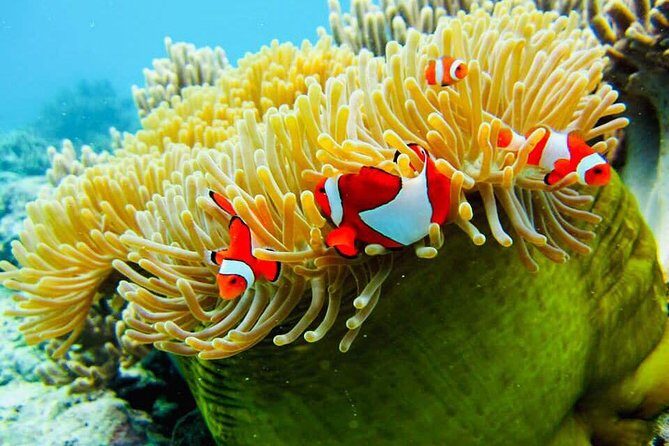 Snorkeling Trip Nusa Penida Bali - FAQs