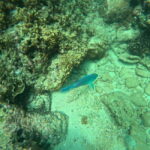 Snorkeling Trip To Angel Rock - A detailed look at what makes this snorkeling adventure special