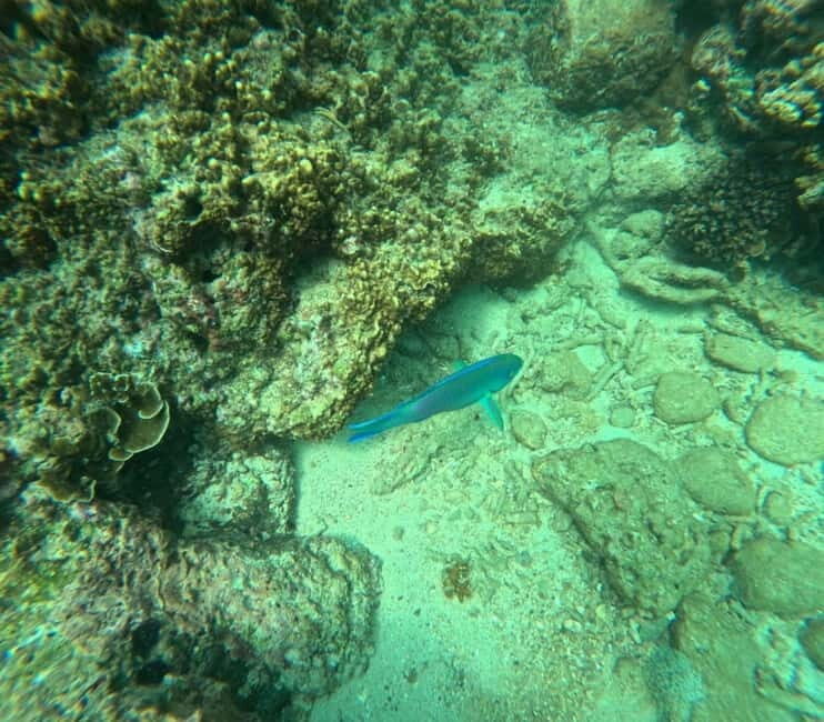 Snorkeling Trip To Angel Rock - A detailed look at what makes this snorkeling adventure special