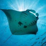 Snorkeling Trips with Manta Ray from Nusa Lembongan - How the Tour Compares in Value and Experience