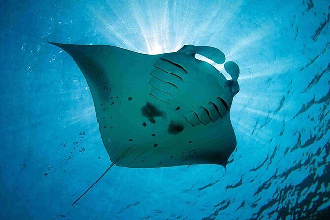 Snorkeling Trips with Manta Ray from Nusa Lembongan - How the Tour Compares in Value and Experience
