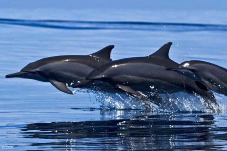 Snorkeling with Dolphins in Trincomalee - What Travelers Say