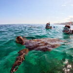 Snorkeling with sea turtles - Final Thoughts: Is This Tour Worth It?