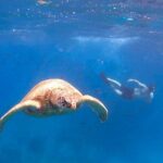 Snorkeling with Turtle/Water Scooter/Paddleboard Adventures Oahu - Who Should Consider This Tour?