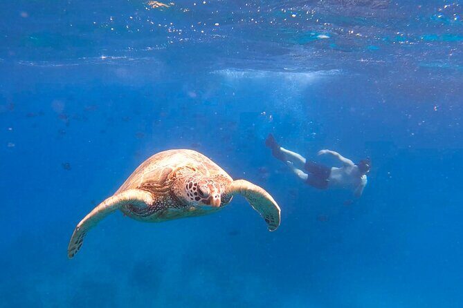 Snorkeling with Turtle/Water Scooter/Paddleboard Adventures Oahu - Who Should Consider This Tour?