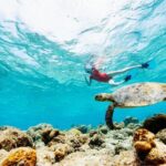Snorkeling with Turtles and Cenotes - The Itinerary in Detail: What You Can Expect