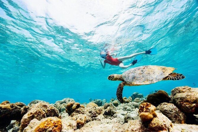 Snorkeling with Turtles and Cenotes - The Itinerary in Detail: What You Can Expect