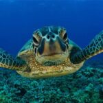 Snorkeling with Turtles in Mirissa - Practical Tips for Your Snorkeling Adventure