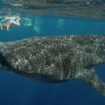Snorkeling with Whale Sharks - Isla Mujeres - The Itinerary in Detail