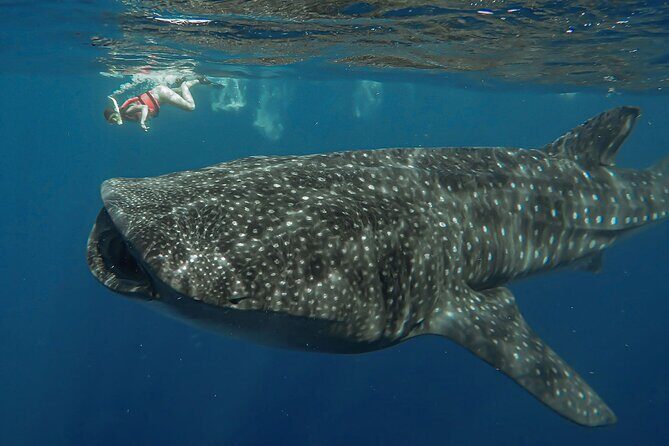 Snorkeling with Whale Sharks - Isla Mujeres - The Itinerary in Detail