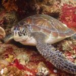 Snorkelling in the Blue Lagoon - FAQs