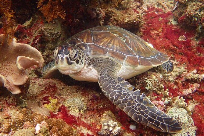 Snorkelling in the Blue Lagoon - FAQs