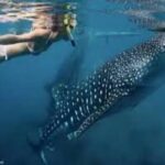 Snorkling with whale shark in teluk saleh min 2 person - FAQ