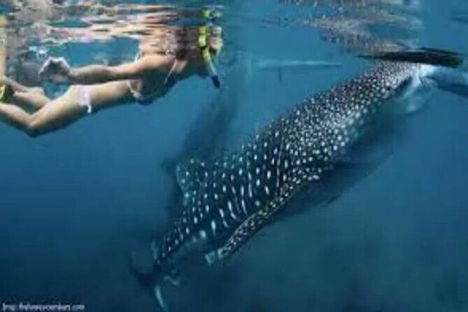 Snorkling with whale shark in teluk saleh min 2 person - FAQ