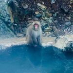 Snow Monkey Park & Zenko-ji Temple Nagano One Day Tour - A Deep Dive into the Nagano One-Day Tour