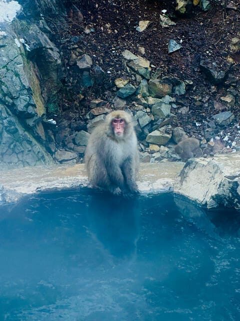 Snow Monkey Park & Zenko-ji Temple Nagano One Day Tour - A Deep Dive into the Nagano One-Day Tour