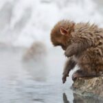 Snow Monkey Park & Zenkoji Temple Nagano Pvt. Full Day Tour. - Real Traveler Insights and Experiences