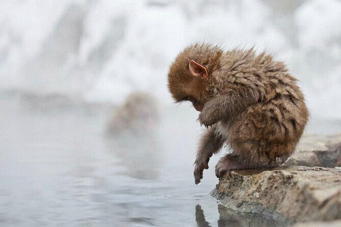 Snow Monkey Park & Zenkoji Temple Nagano Pvt. Full Day Tour. - Real Traveler Insights and Experiences