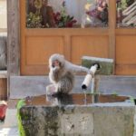 Snow Monkey & Shibu Onsen Afternoon Tour (Depart: Iiyama & Nozwa) - FAQs