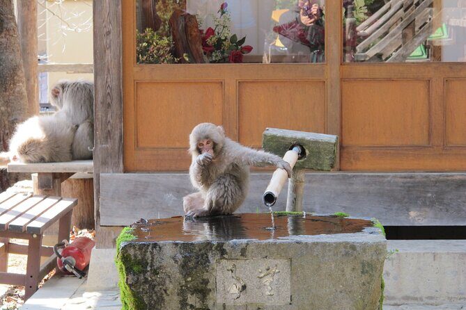 Snow Monkey & Shibu Onsen Afternoon Tour (Depart: Iiyama & Nozwa) - FAQs