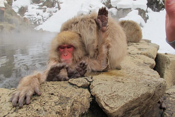 Snow Monkey & Shibu Onsen Private Tour (Nagano, Nozawa, Myoko) - In-Depth Exploration of the Tour