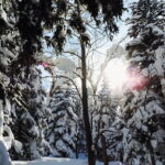 Snowshoe Adventures and Onsen Bliss Winter Escape in Furano - Who Will Love This Tour?