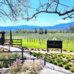 Sonoma and Napa Champagne Wine Private Tour Half Day - Who Will Enjoy This Tour?