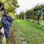 Sonoma Wine Tour with 2 Tastings Included Small-Group Half Day - The Real Benefits for Travelers