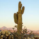 Sonoran Desert Jeep Tour - The Value and Overall Impression