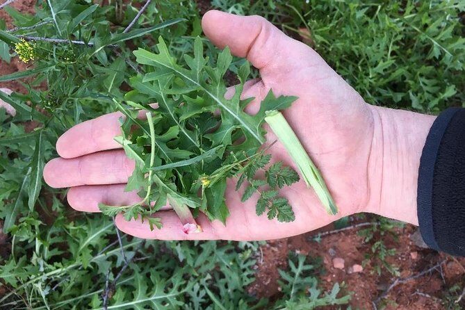 Sonoran Desert- Wild Foods and Traditional Skills - Final Thoughts: Who Should Consider This Tour?
